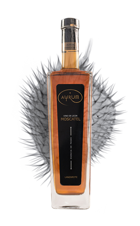 Vegadeyuco.com Bodegas y viñedos en La Geria Lanzarote